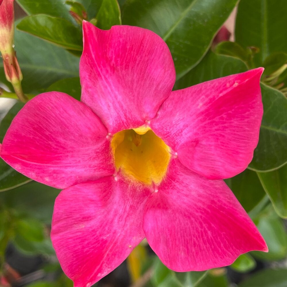 Meet your Posher, Viviane